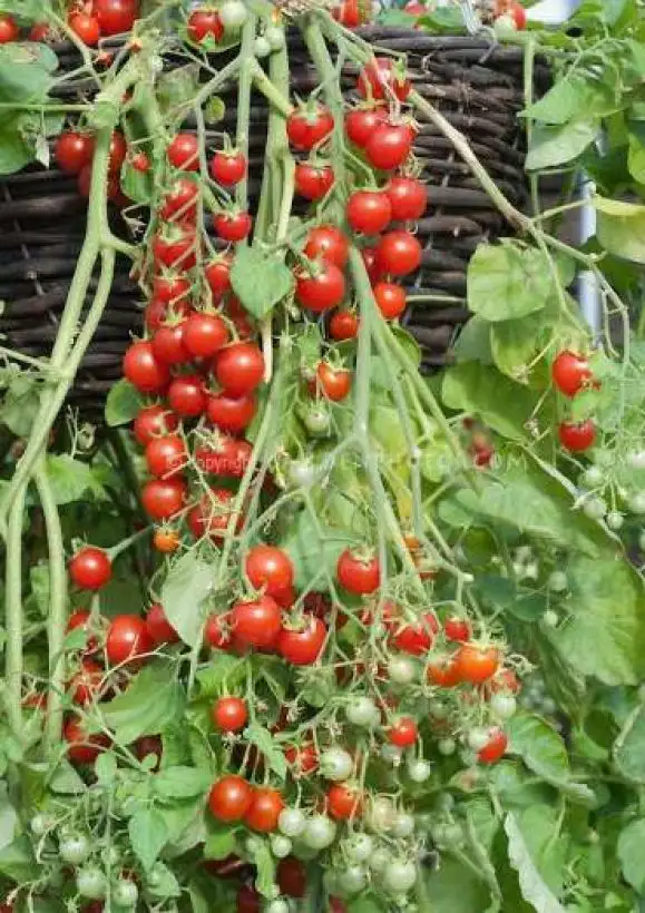 Tomaten: Cherry Cascade