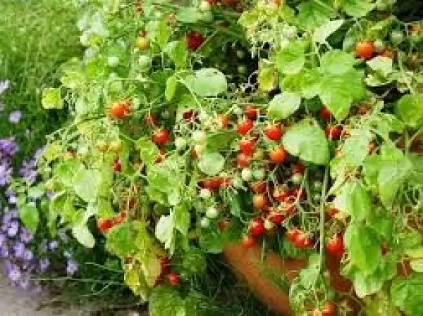 Tomaten: Cherry Cascade