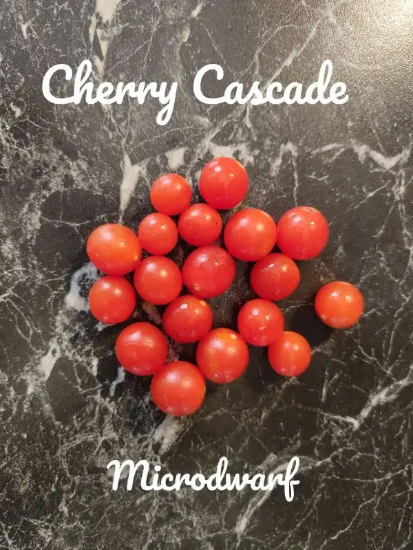 Tomaten: Cherry Cascade