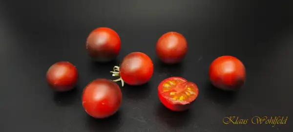 Tomaten: Cherry Fahrenheit Blues