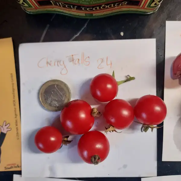 Tomaten: Cherry Falls