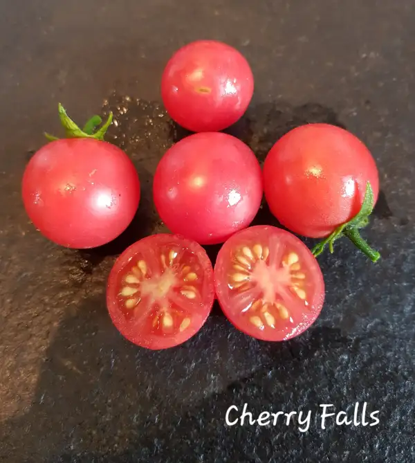 Tomaten: Cherry Falls