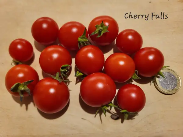 Tomaten: Cherry Falls