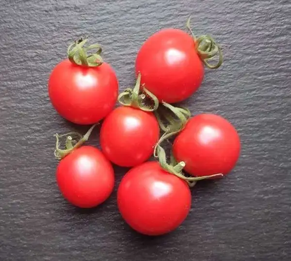 Tomaten: Cherry Falls