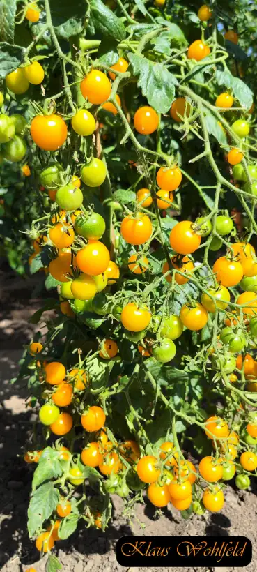 Tomaten: Cherry Gelb - meine süßeste Tomate