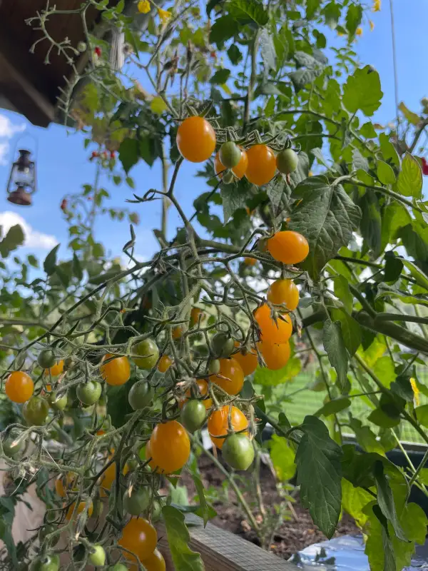 Tomaten: Cherry Gelb