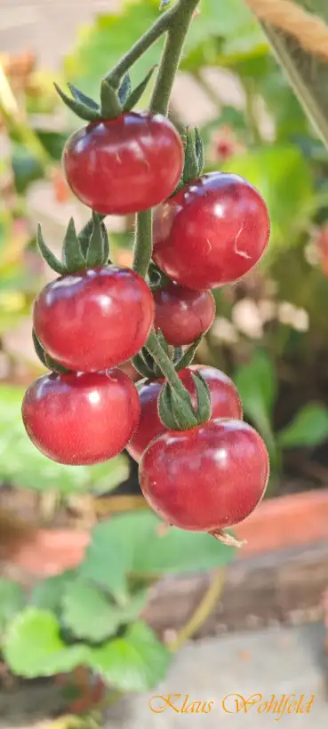 Tomaten: Cherry Glossy Rose Blue