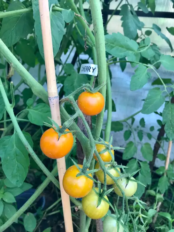 Tomaten: Cherry Goldita