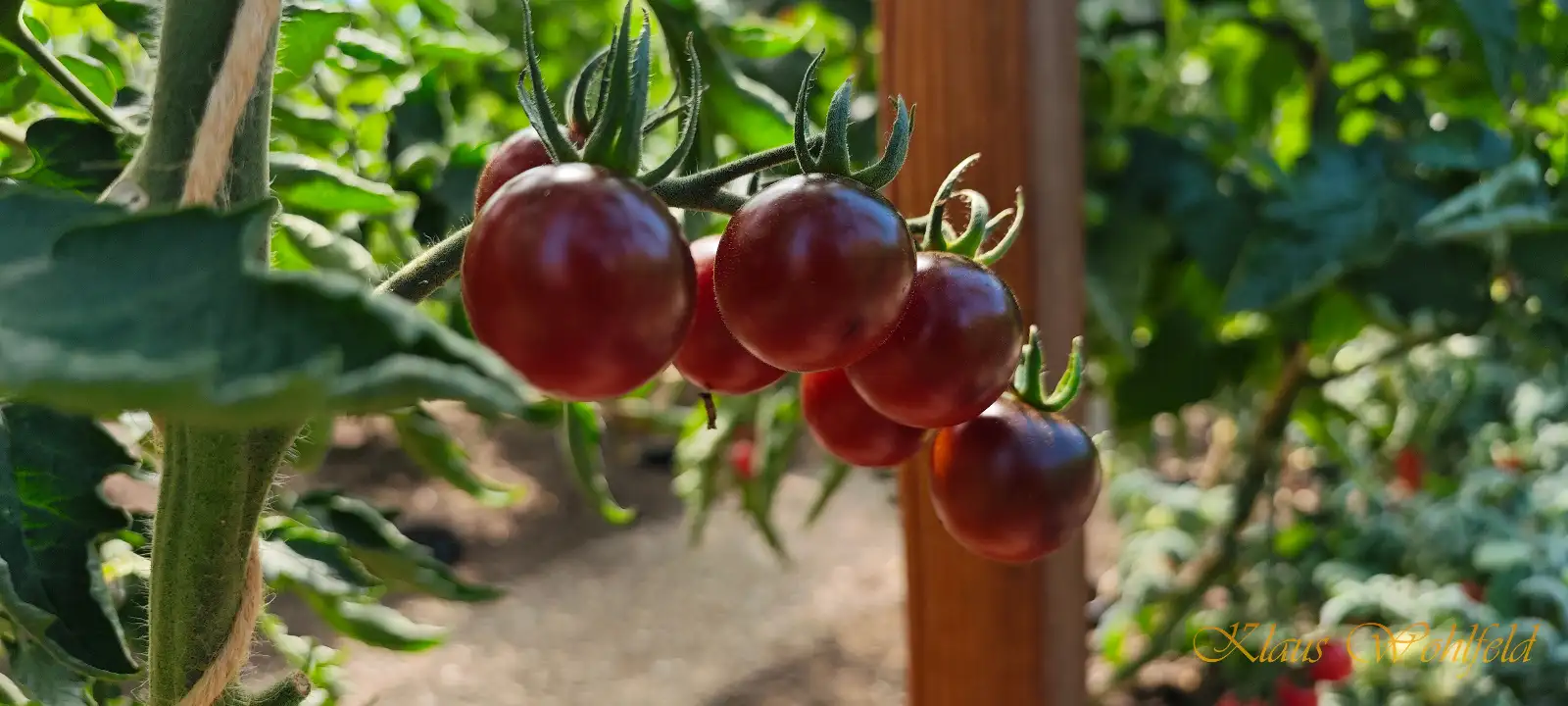 Tomaten: Cherry Helsing Junction Blue