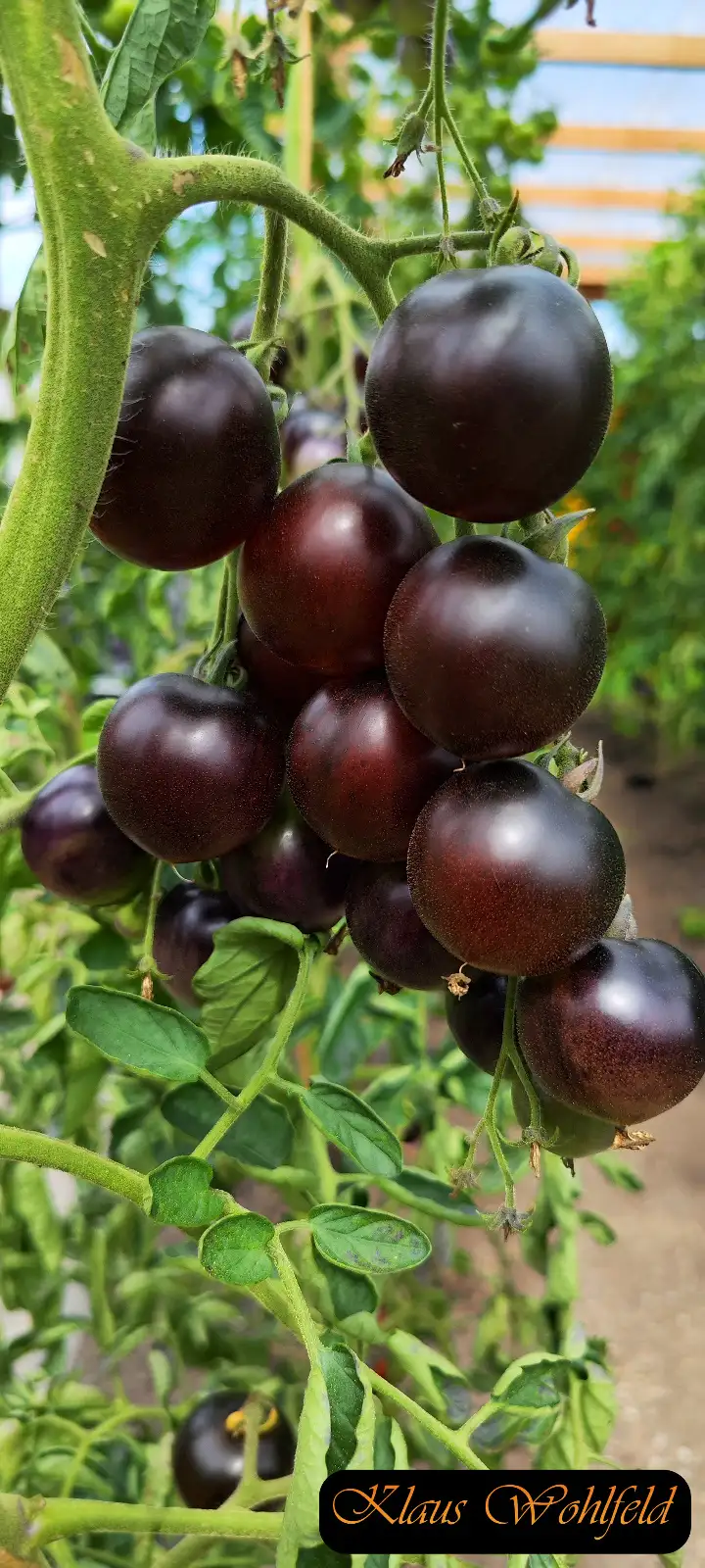 Tomaten: Cherry Indigo Drops