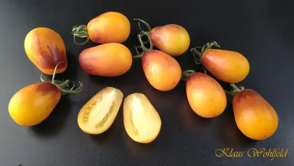 Tomaten: Cherry Indigo Pear Drops