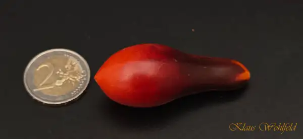 Tomaten: Cherry Indigo Pear Drops Pink