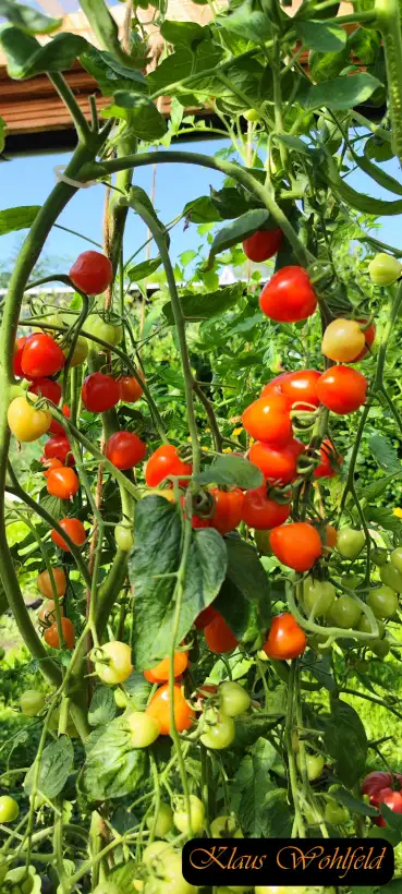 Tomaten: Cherry Jahodo
