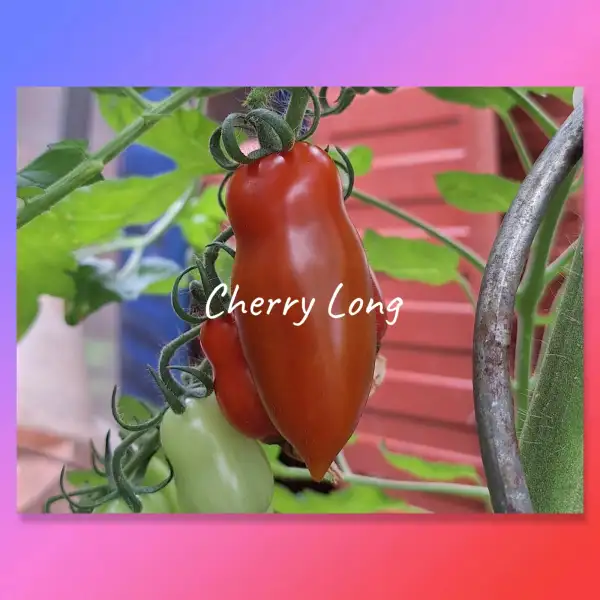 Tomaten: Cherry Long