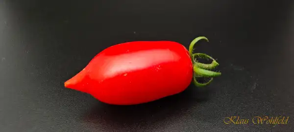 Tomaten: Cherry Nugget Elfin