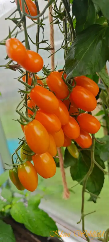 Tomaten: Cherry Nugget Ormato (BOL-T-4701)