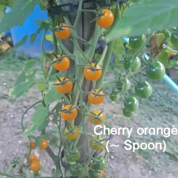 Tomaten: Cherry orange (2022)