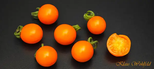 Tomaten: Cherry Orange Sukkerknald