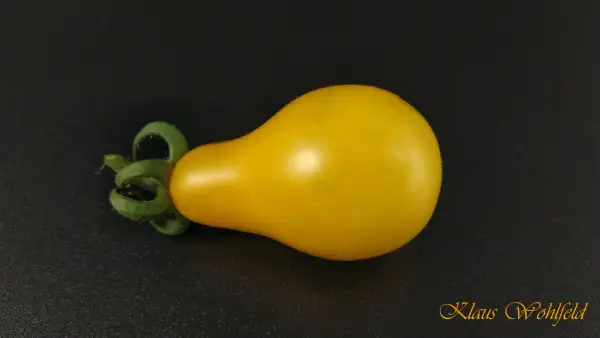 Tomaten: Cherry Perun - Gelbes Birnchen