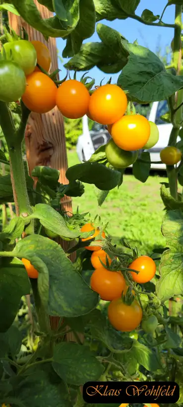 Tomaten: Cherry Potatoe Leaf Variegated (panaschiert)