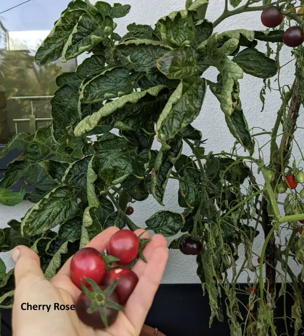 Tomaten: Cherry Rose