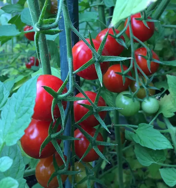 Tomaten: Cherry Rot