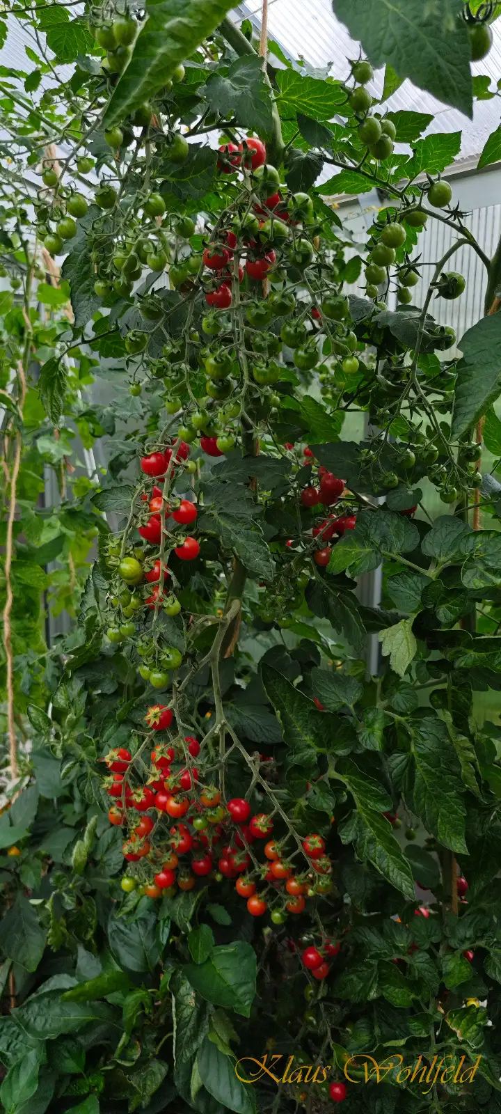 Tomaten: Cherry Rot Zuckertraube