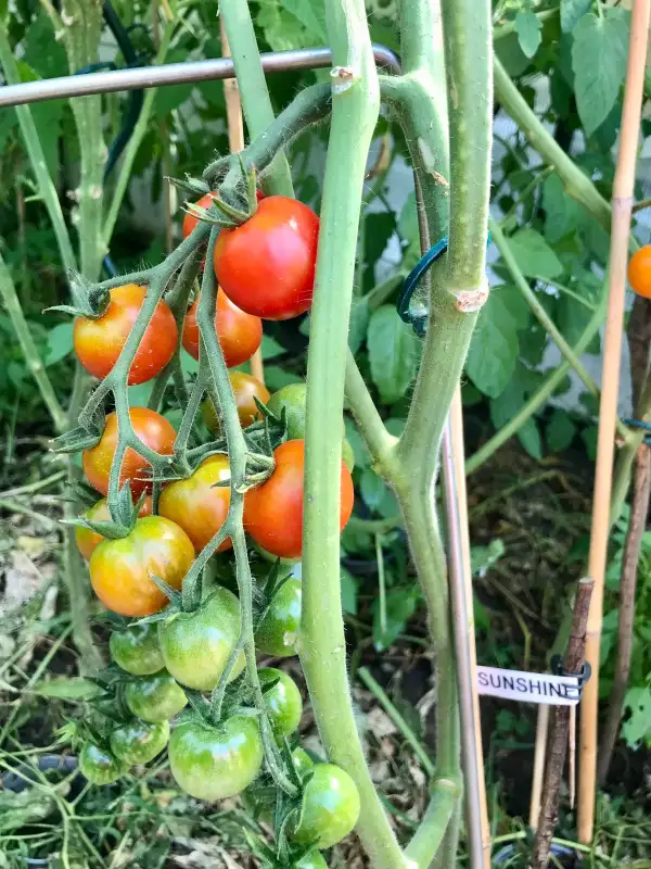 Tomaten: Cherry Sunshine