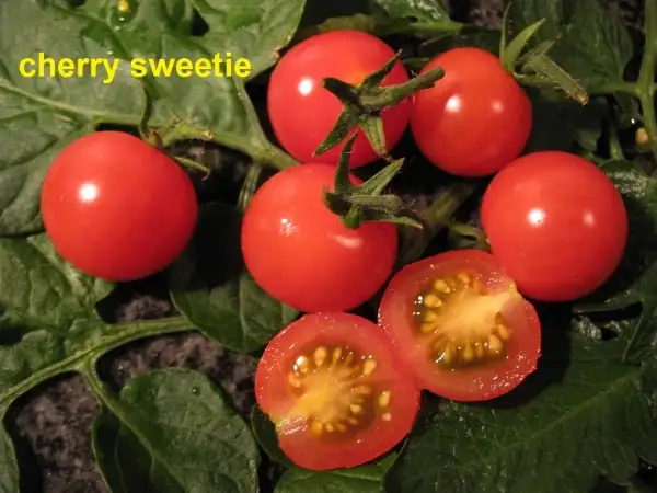 Tomaten: cherry sweetie