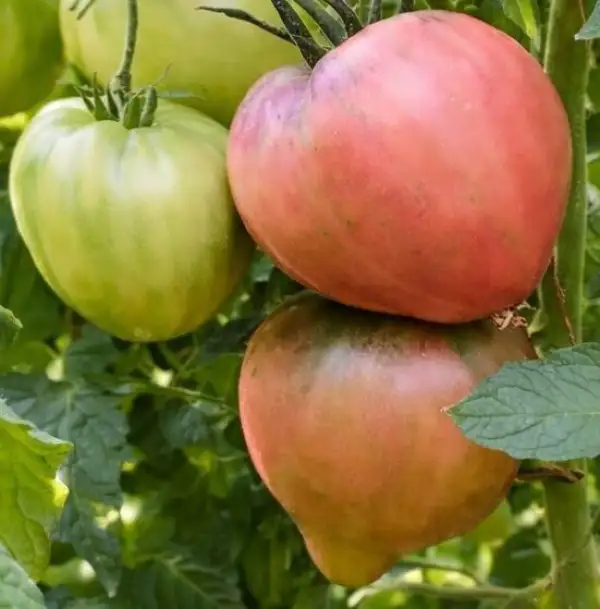 Tomaten: Cherry syrup