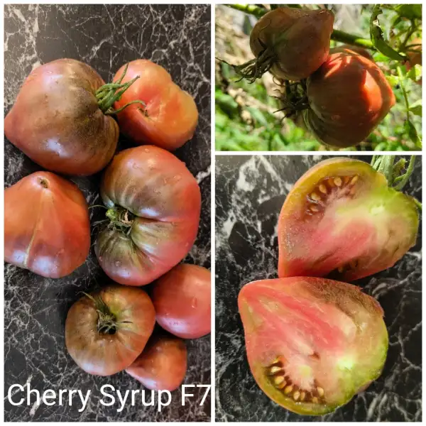 Tomaten: Cherry Syrup F7