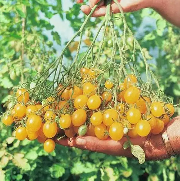 Tomaten: Cherry Tomate "Ildi"