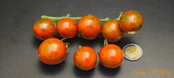 Tomaten: Cherry Weinberg