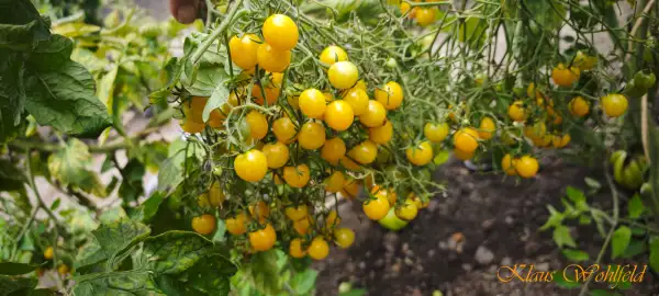 Tomaten: Cherry Yellow Multiflora Quartz