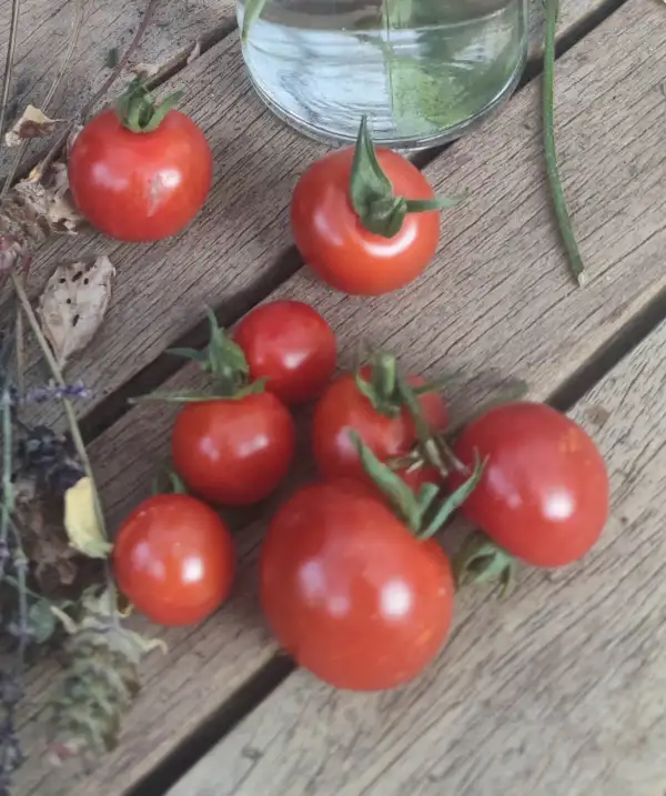 Tomaten: Cherrytomate