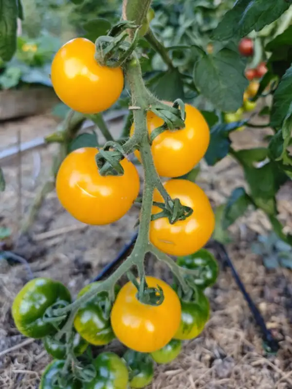 Tomaten: Cherrytomate "Babelsberger Gelbe" 2025