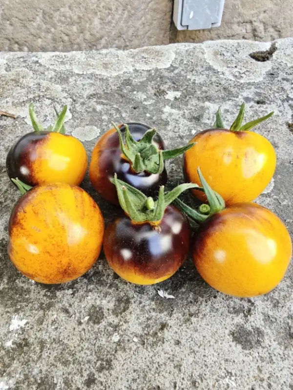 Tomaten: Cherrytomate "Bosque Blue Bumblebee" 2025