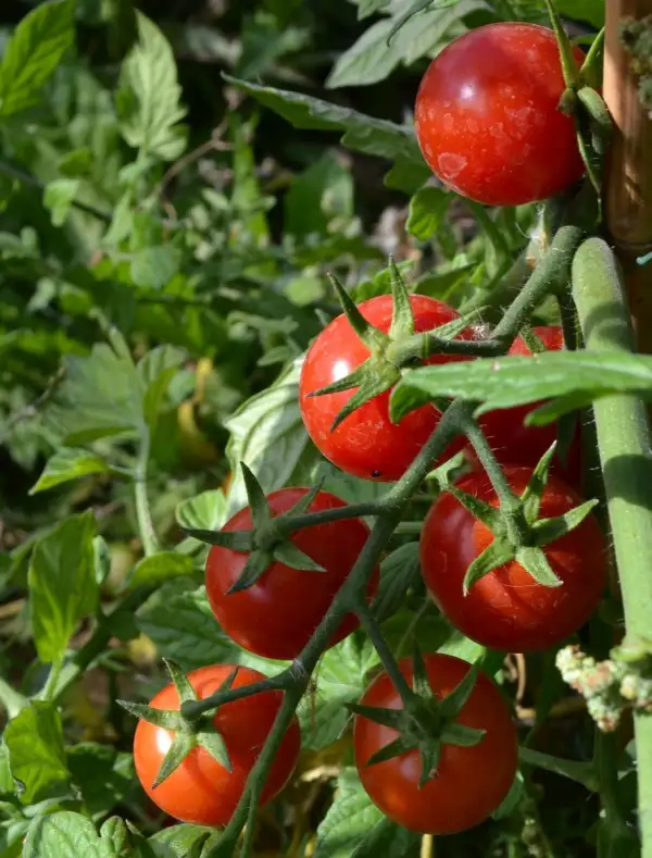 Tomaten: Cherrytomate fraser Paradiese