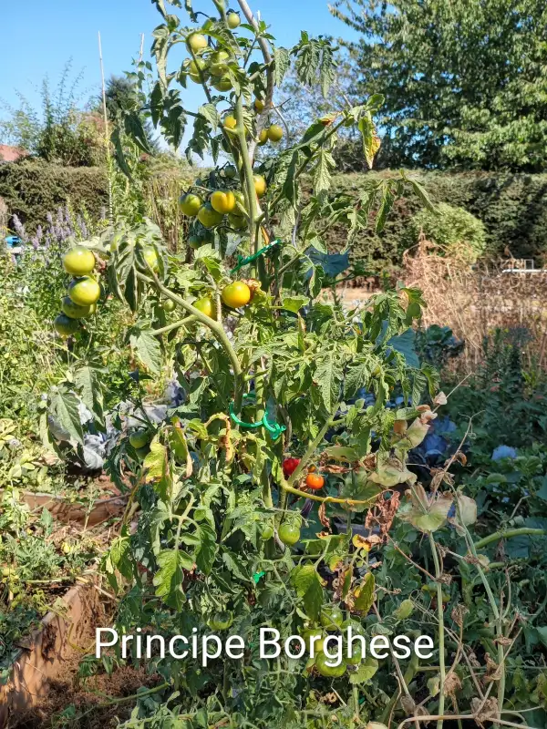 Tomaten: Cherrytomate Principe Borghese