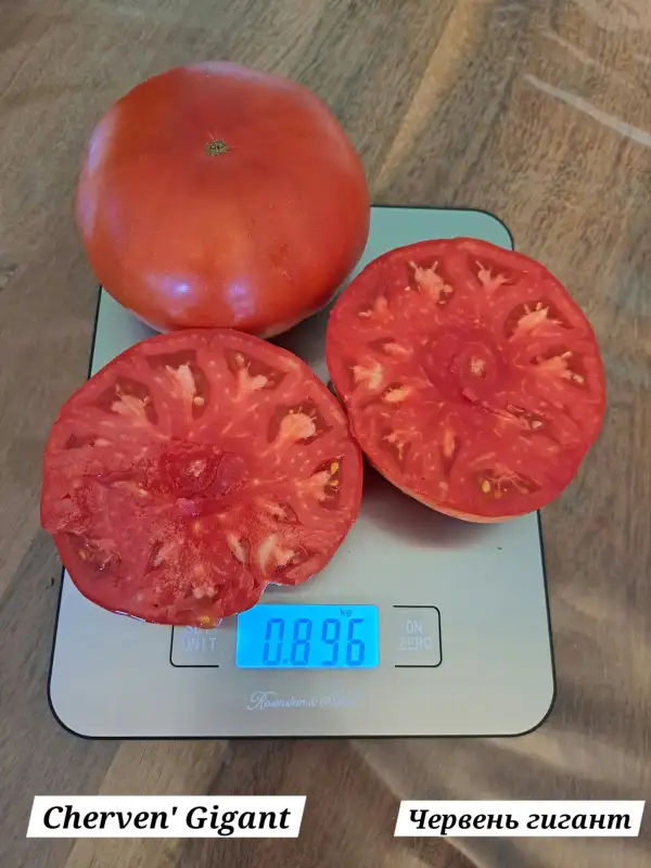 Tomaten: Cherven