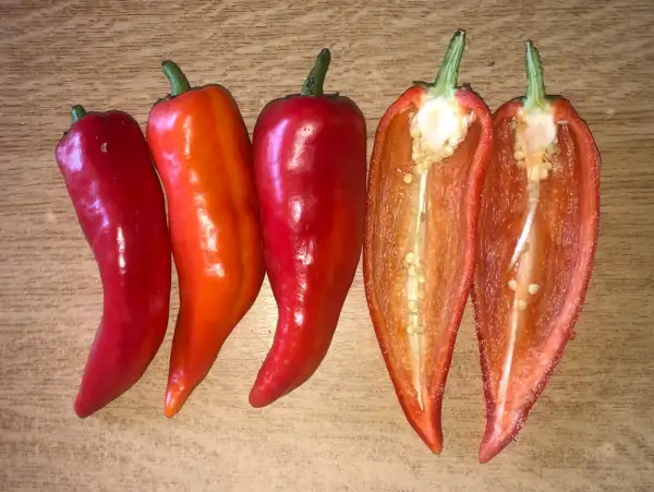 Chili / Paprika: Chervena Chushka (sweet)