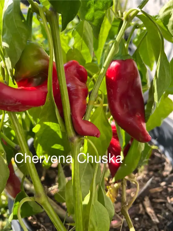 Chili / Paprika: Chervena Chuska