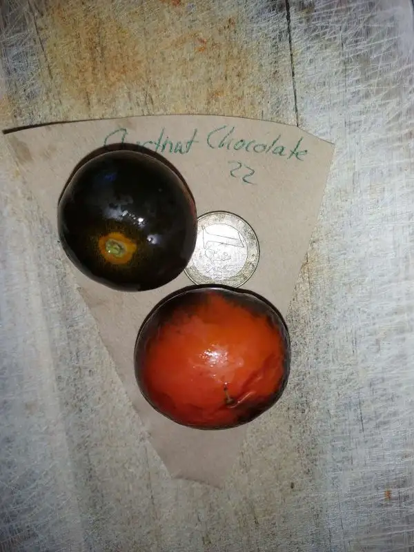 Tomaten: Chestnut chocolate