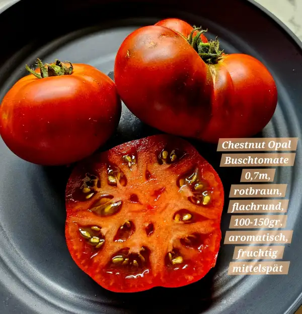 Tomaten: Chestnut Opal