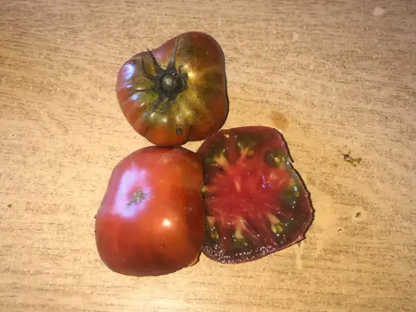 Tomaten: Chestnut Opal