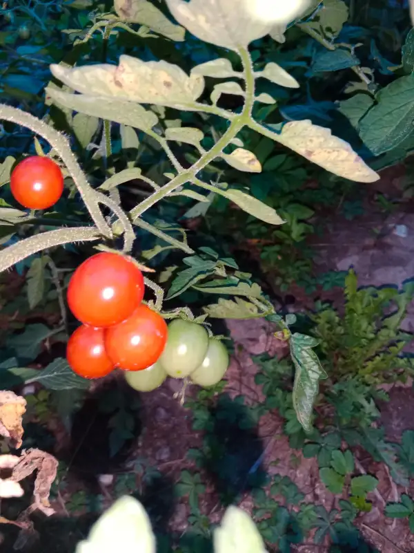 Tomaten: Cheula Kirsch