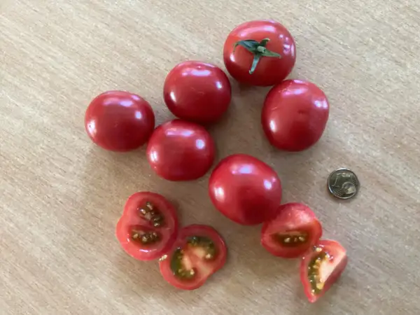 Tomaten: Cheula Kirsch