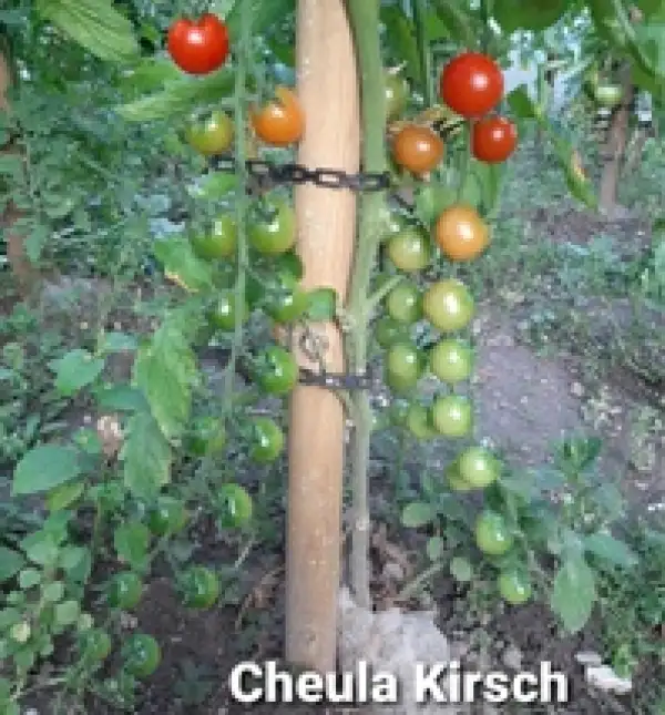 Tomaten: Cheula Kirsch