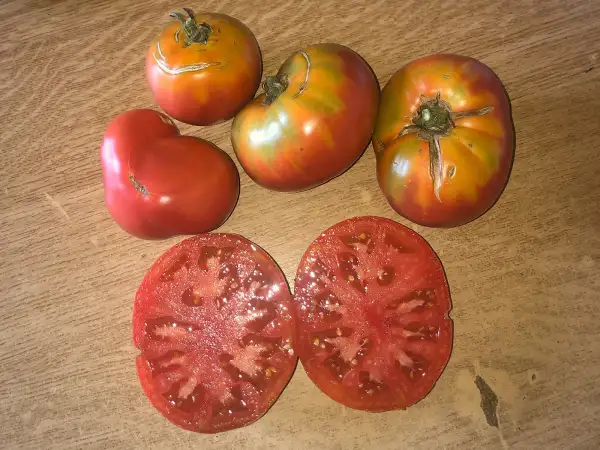 Tomaten: Chianti Rose