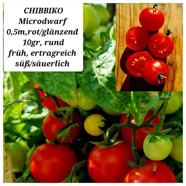 Tomaten: CHIBBIKO